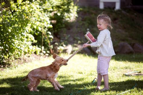 Hundeforsikring 